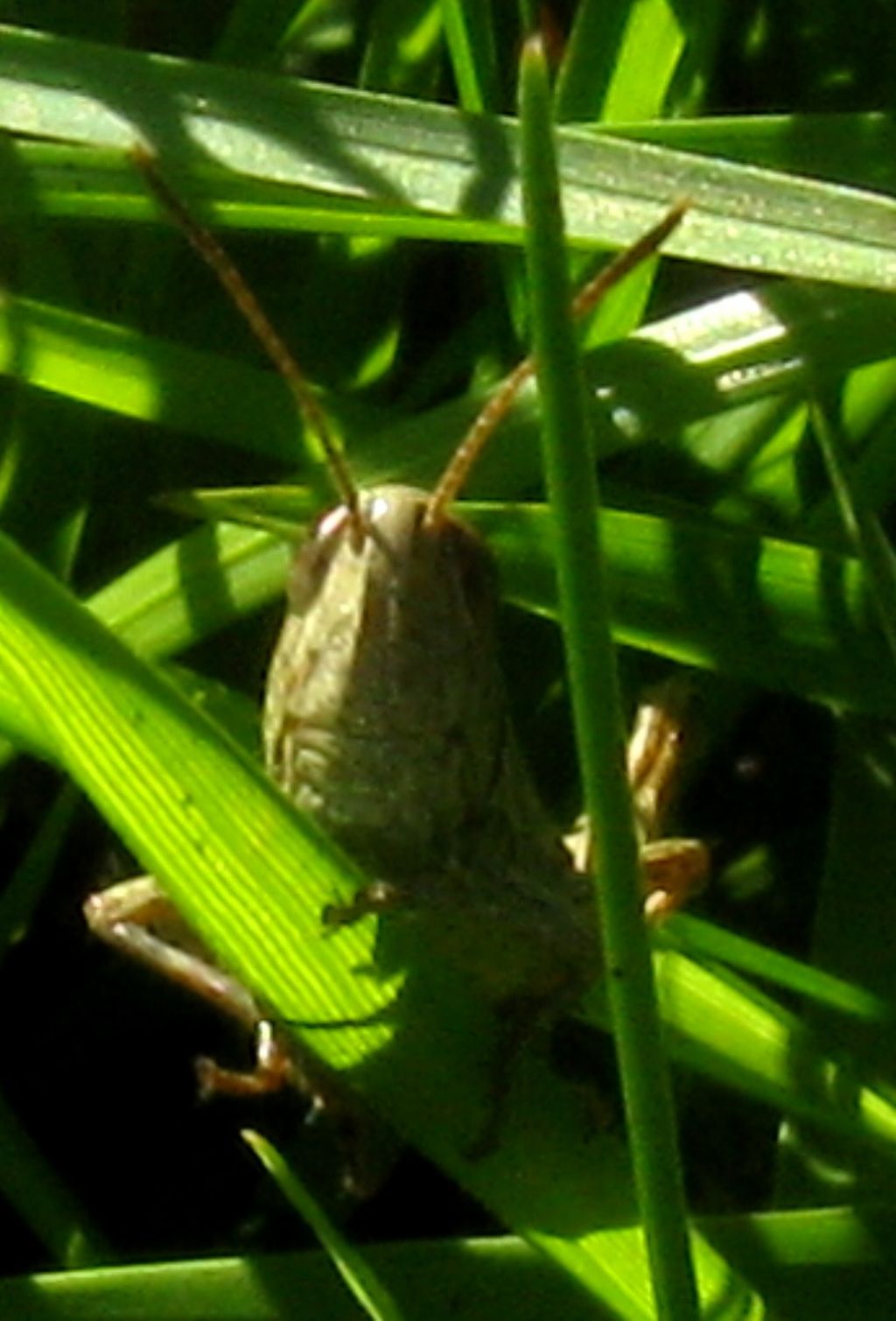 Acrididae: Glyptobothrus cfr. brunneus